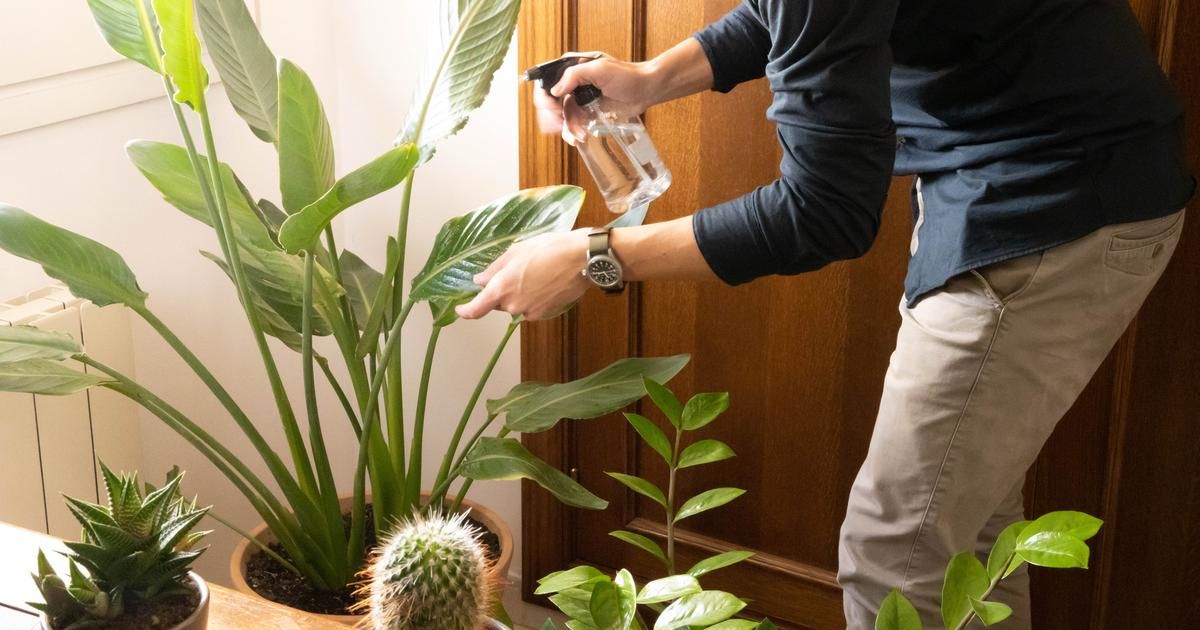 5 indicateurs révélateurs d'une plante en détresse