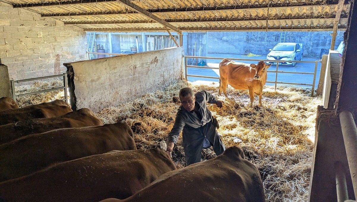 Vaccination en Savoie : un nouveau souffle pour les éleveurs face à la dermatose nodulaire