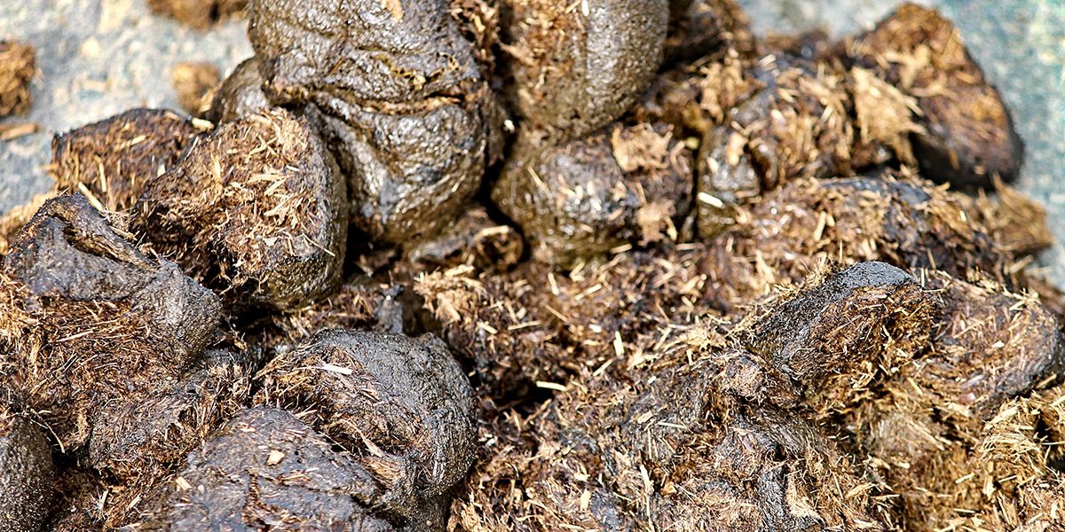 Les bienfaits insoupçonnés du fumier de cheval en jardinage