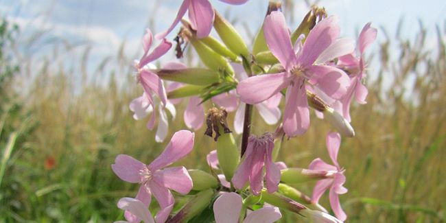 La saponaire officinale : l'herbe à savon