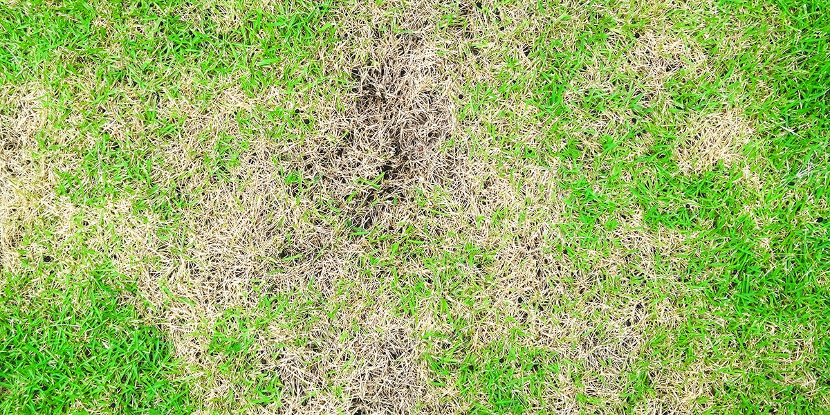 Les secrets d'un gazon luxuriant : pourquoi votre pelouse ne pousse pas ?