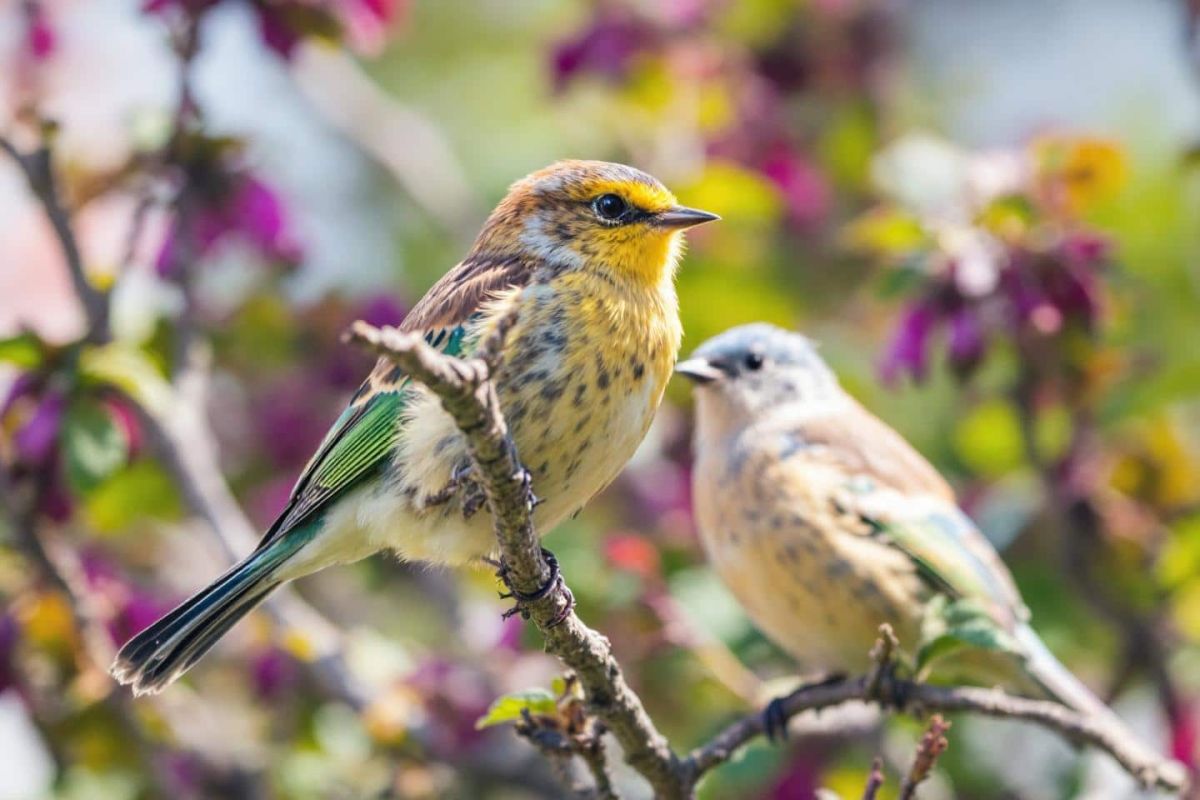 une astuce originale pour attirer les oiseaux dans votre jardin durant la chaleur estivale