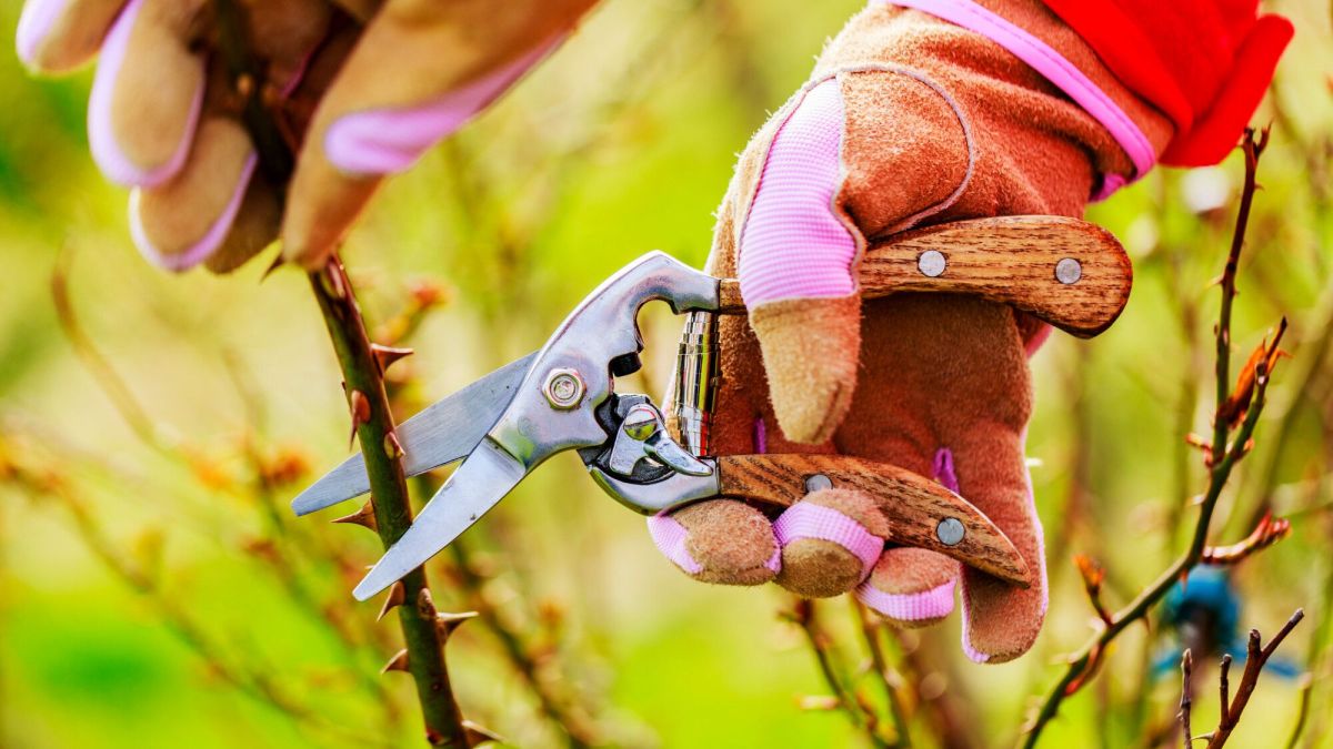 Les secrets d'une taille réussie pour vos rosiers