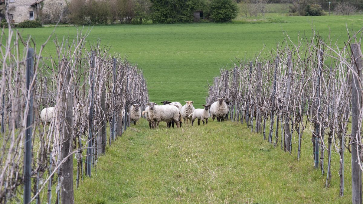 Des brebis au service des vignes : une alternative au glyphosate en Charente-Maritime