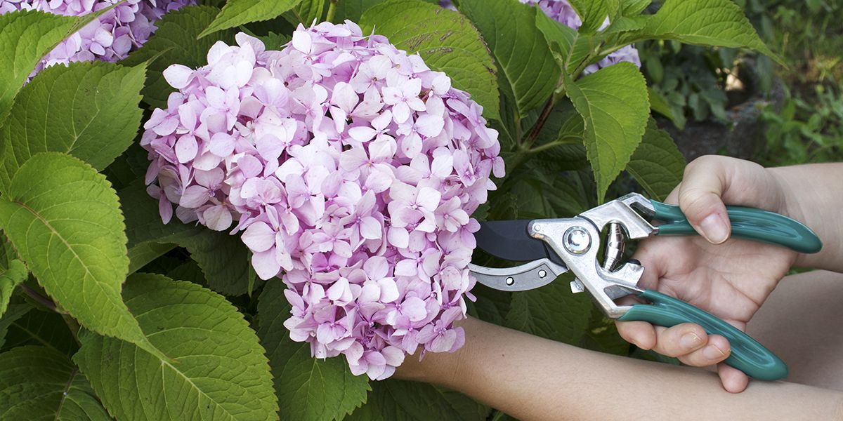 l'art de tailler les hortensias : conseils pratiques pour un jardin florissant