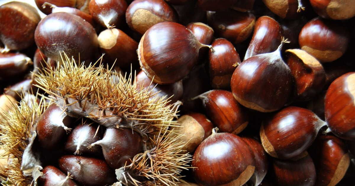 Comment congeler les châtaignes ?