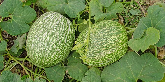Courge de Siam (Cucurbita ficifolia), une diversité culinaire à découvrir