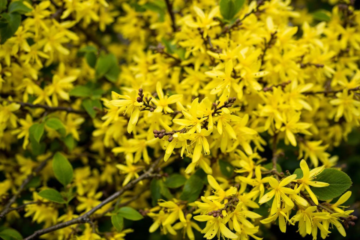 Le mystère de la taille du forsythia : printemps ou automne ?