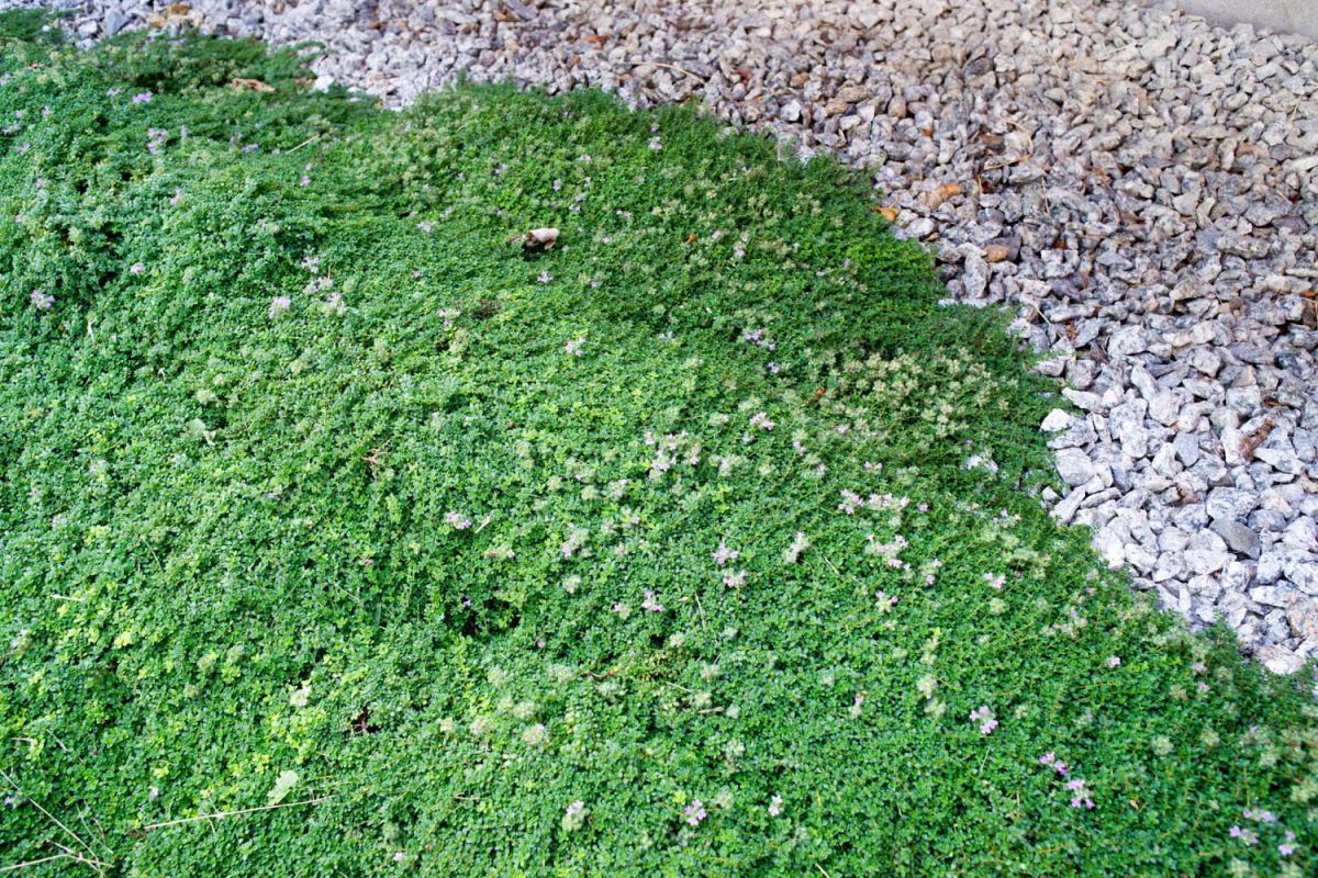 Dites adieu à la pelouse : la plante idéale pour un jardin sans effort