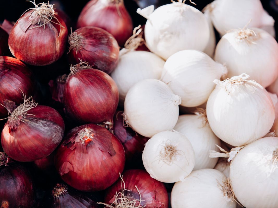 Oignon blanc ou rouge : le choix qui peut transformer votre santé