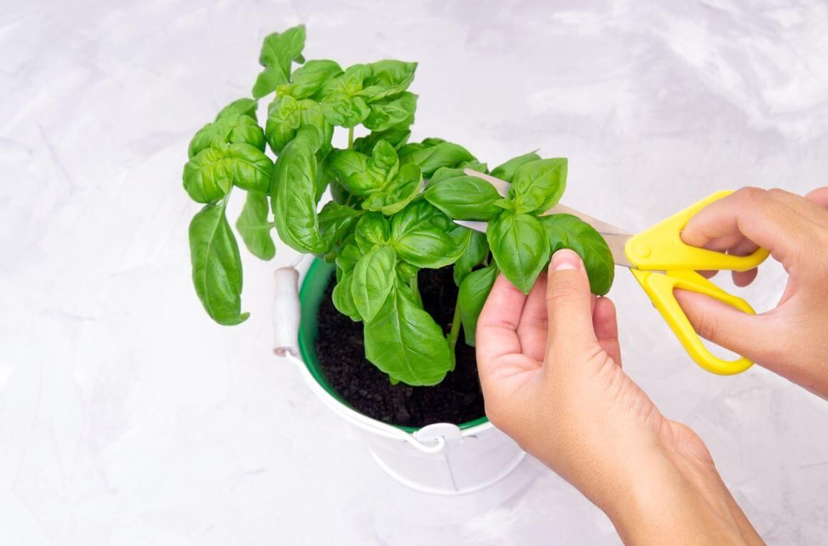Comment tailler votre basilic pour une récolte encore plus généreuse