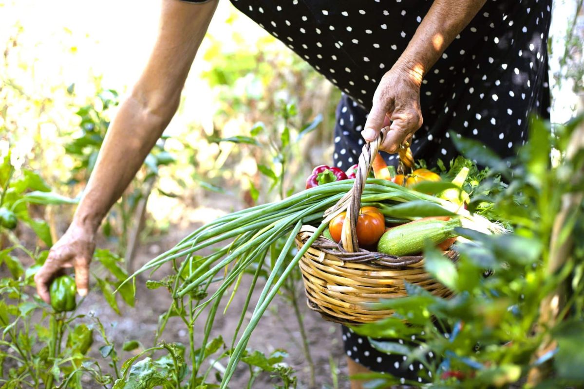 Les légumes à ne pas manquer en juin : récoltez avant qu'il ne soit trop tard