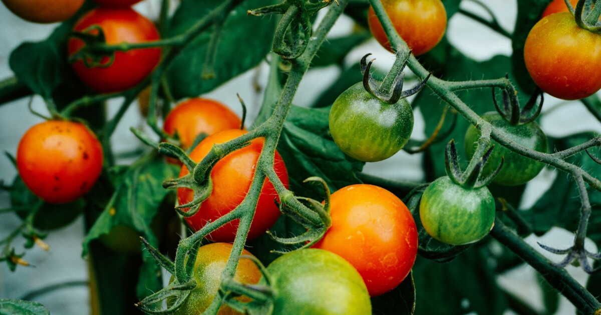 Les secrets pour choisir la tomate parfaite selon vos recettes