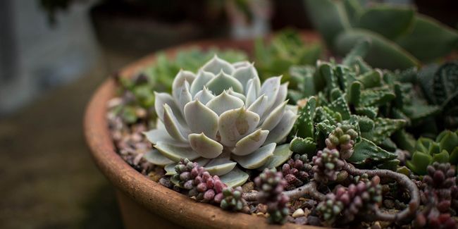 Des idées créatives pour sublimer vos succulentes cet hiver