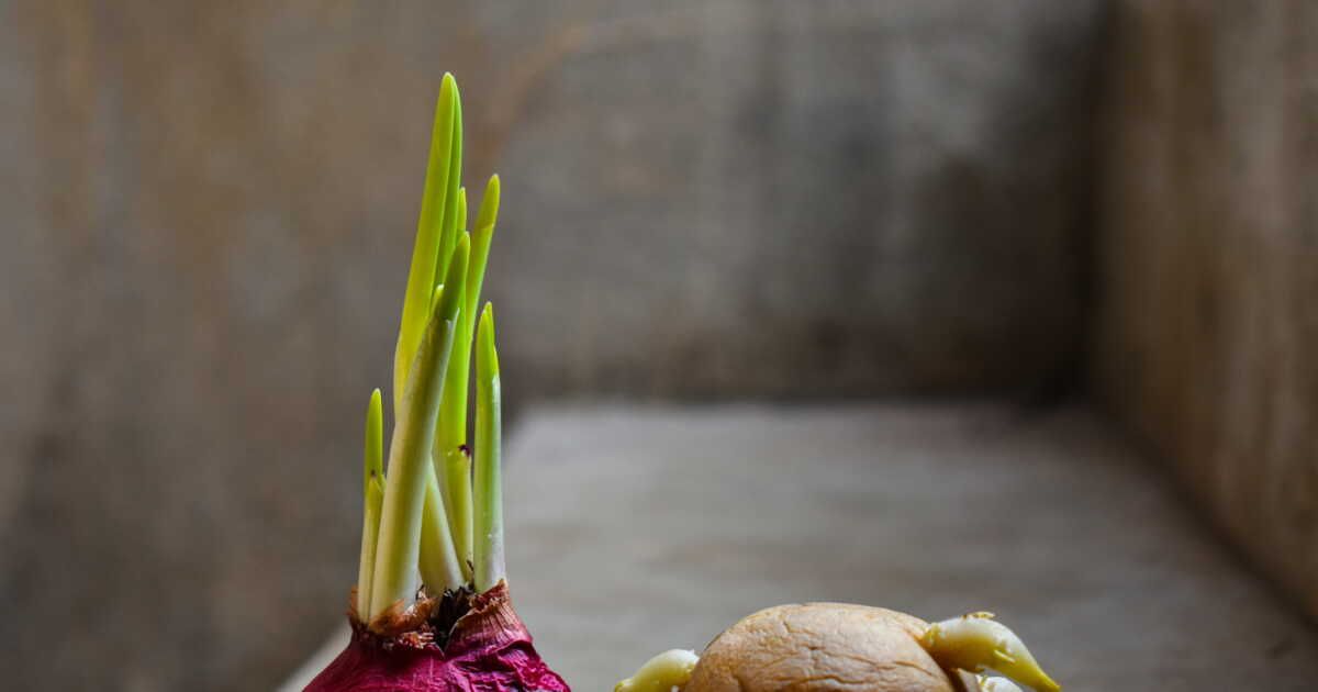 Astuces incontournables pour garder vos oignons et pommes de terre frais plus longtemps