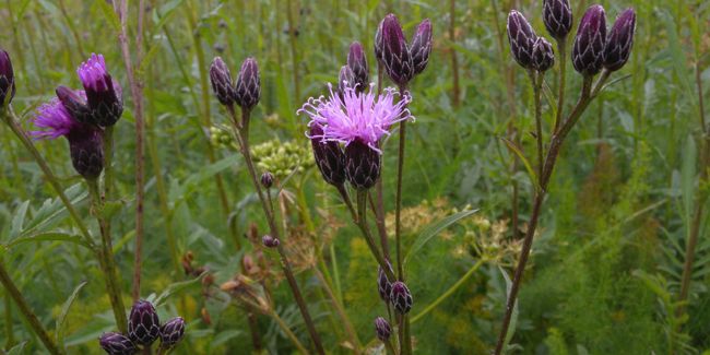 À la découverte de la serratule des teinturiers, un trésor de la nature