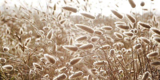 Lagure ovale (Lagurus ovatus), la graminée des bords de mer