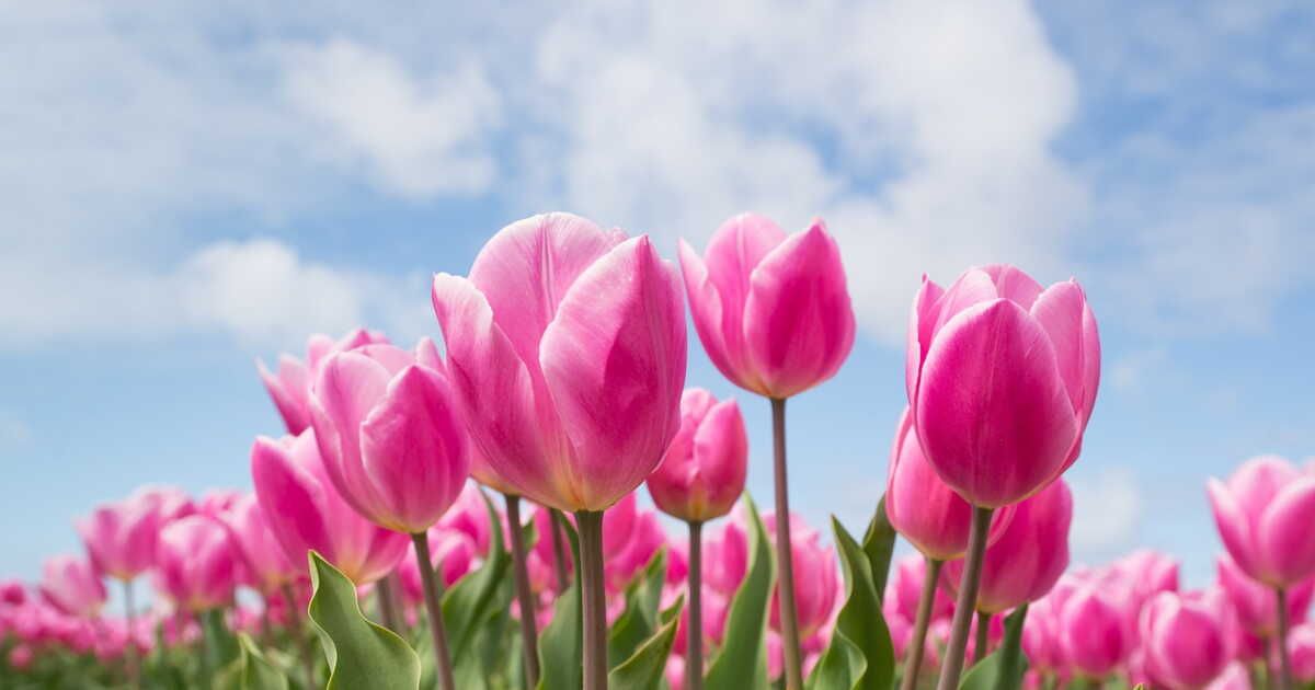 La tulipe : histoire, culture et symboles fascinants