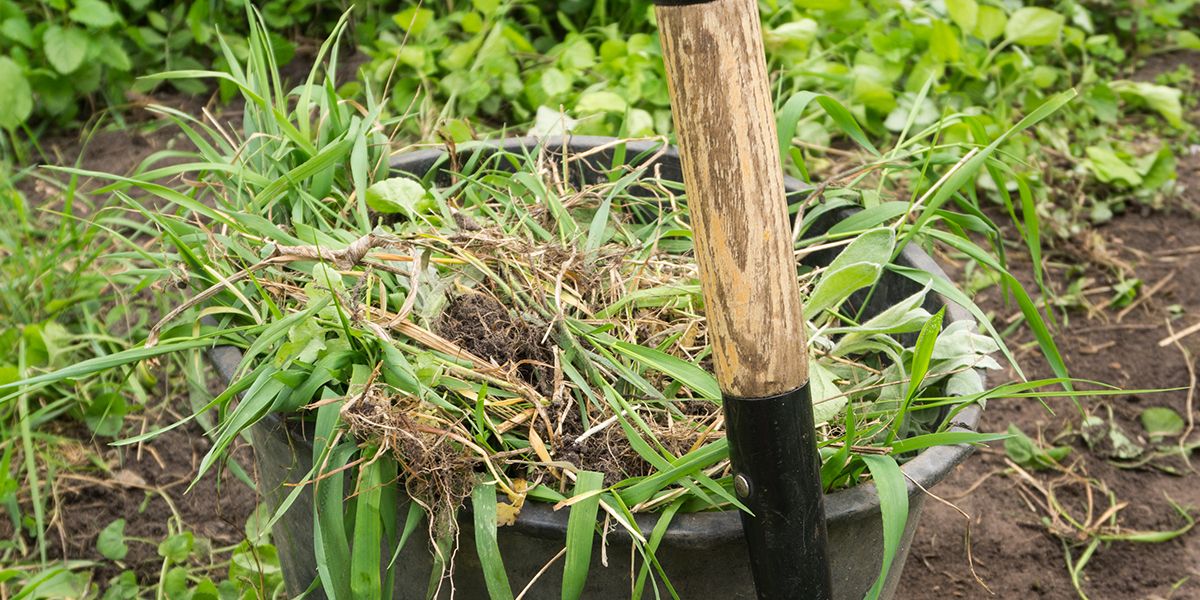 Désherber sans glyphosate : 7 méthodes pour un jardin sain