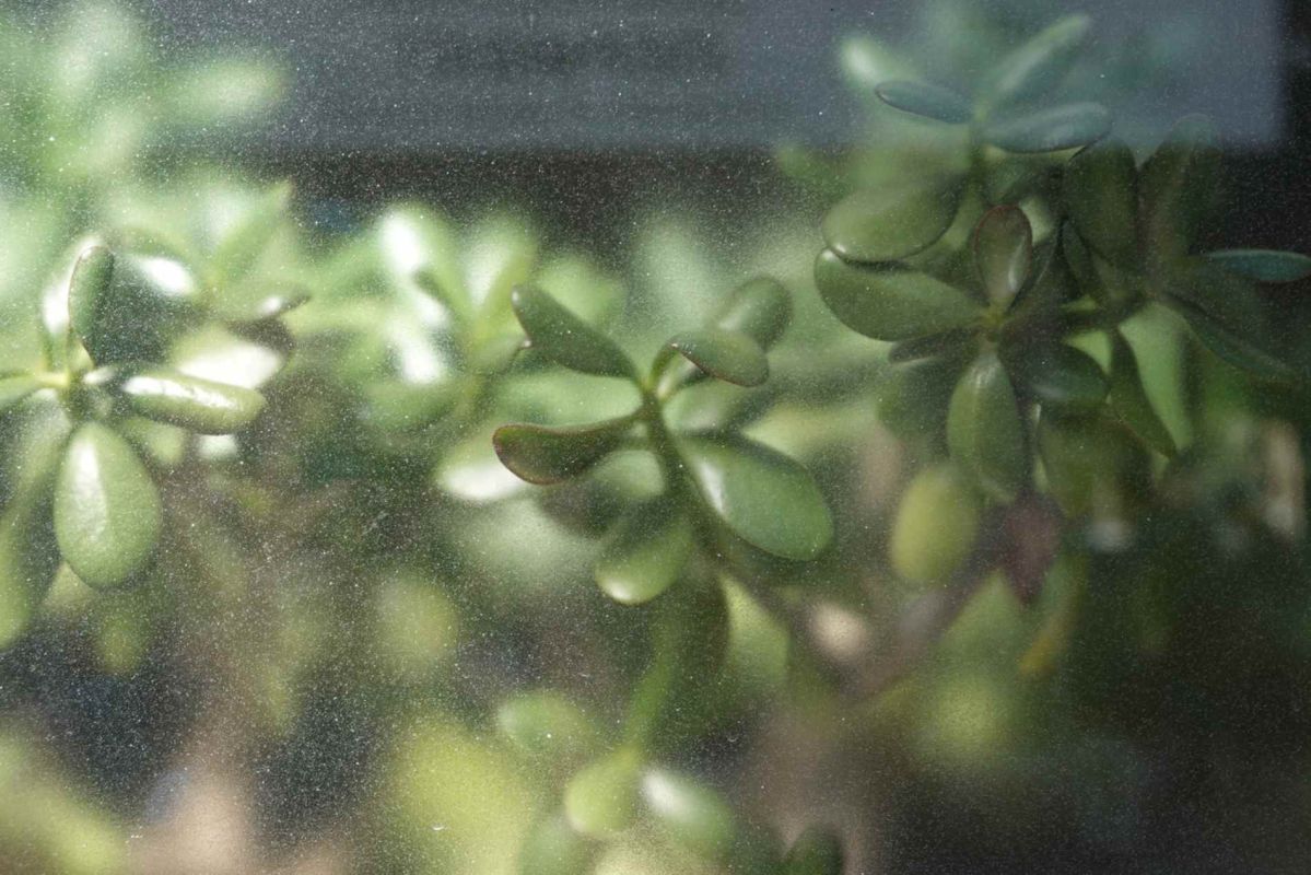Découvrez comment l'arbre de jade attire la chance et embellit votre intérieur