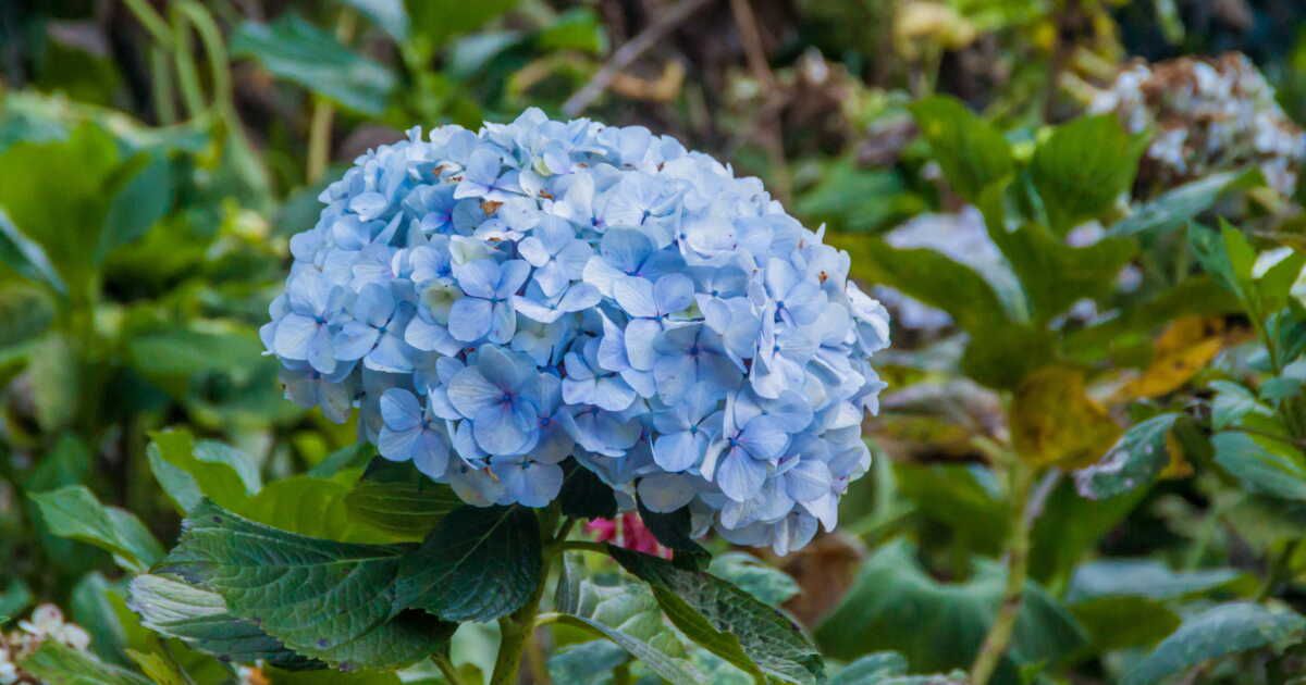 Comment protéger ses hortensias en hiver ?