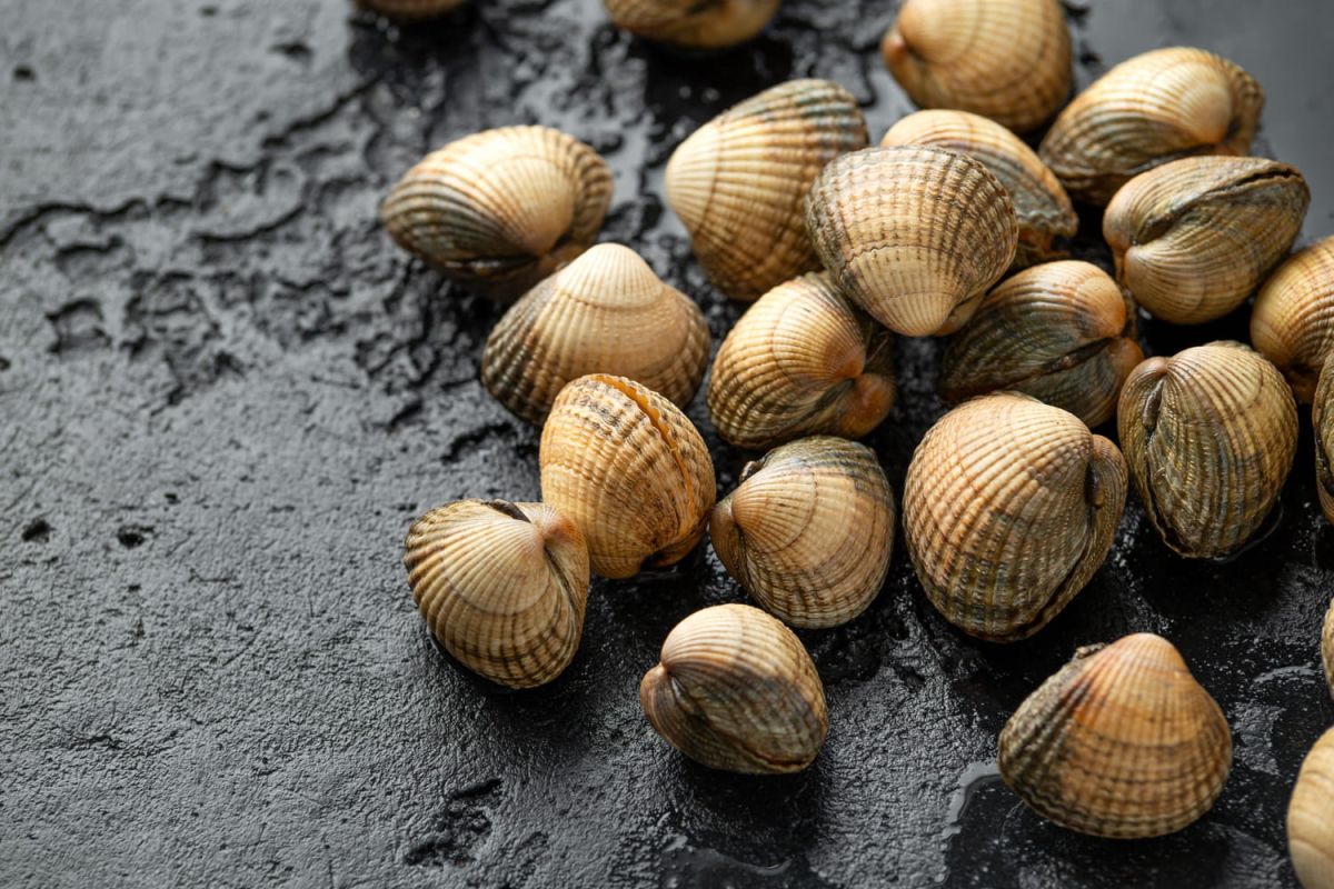 Maîtriser la cuisson des coques : astuces et recettes à découvrir