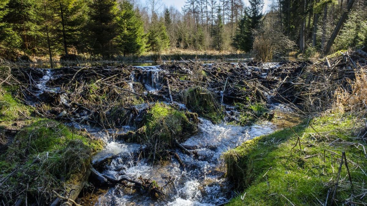 Pollution alarmante en Calvados : un artisan surpris en flagrant délit