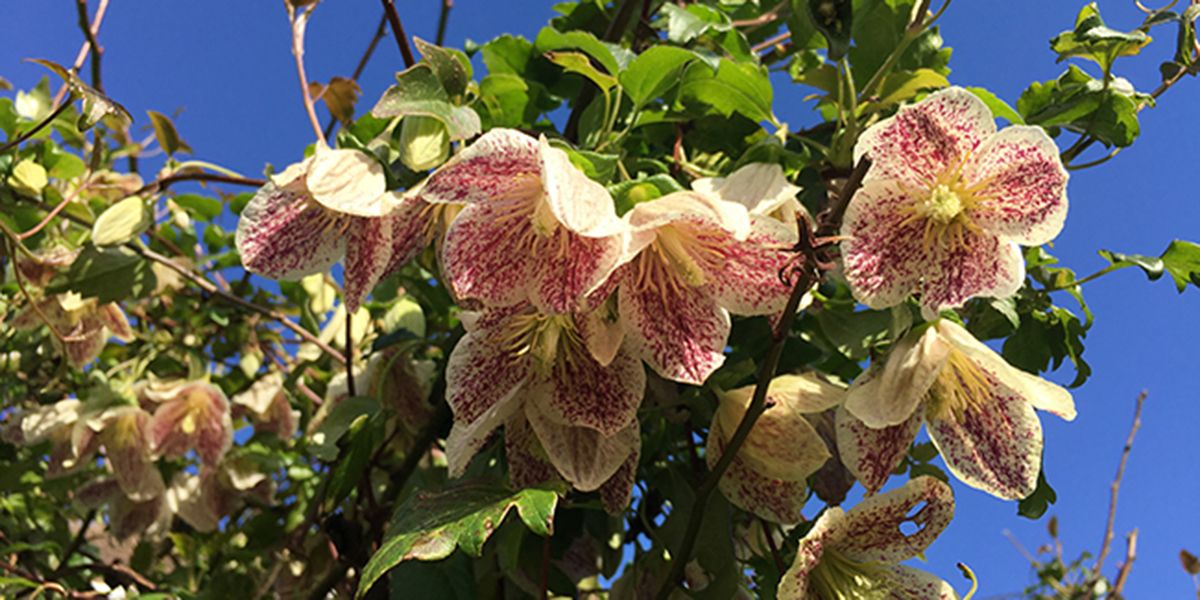 Clématite de Noël (Clematis cirrhosa), une clématite d'hiver