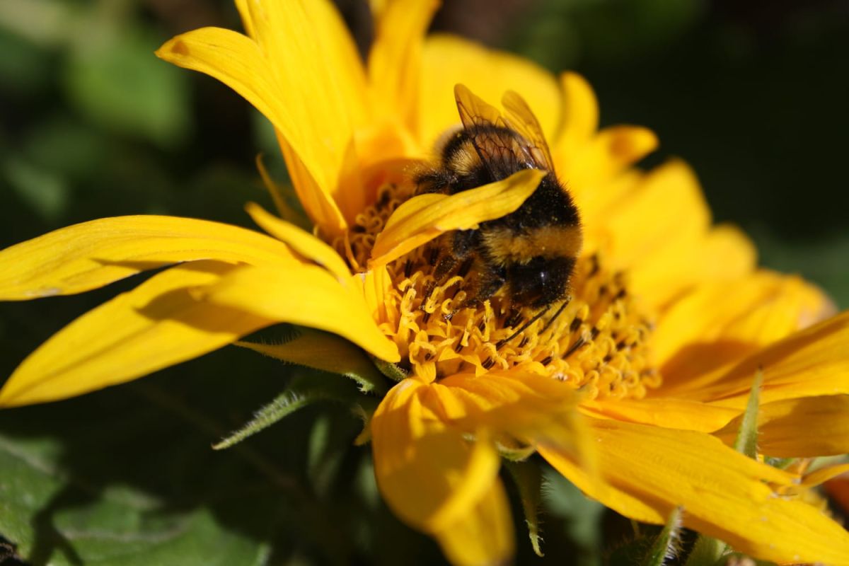 Attirez les abeilles dans votre jardin : des astuces simples et efficaces
