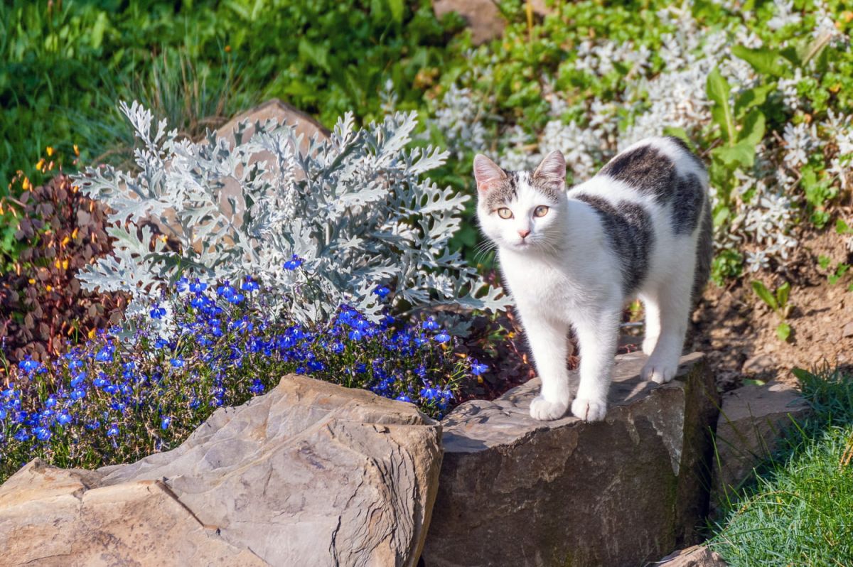 Un secret de cuisine pour éloigner les chats de votre jardin efficacement