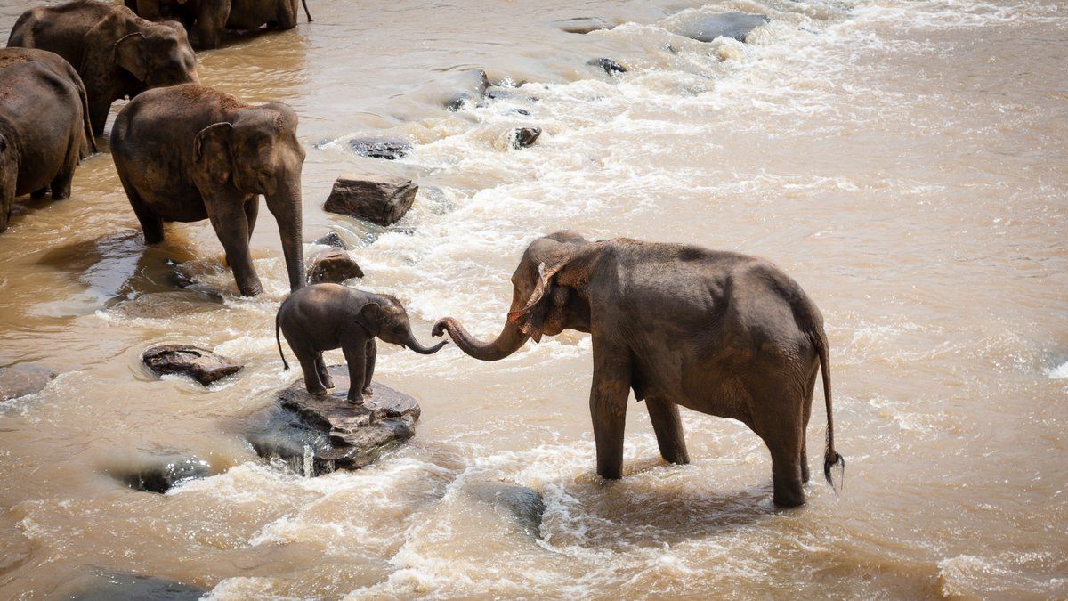 Une tragédie en Inde : une touriste perd la vie lors d'une bagarre entre éléphants