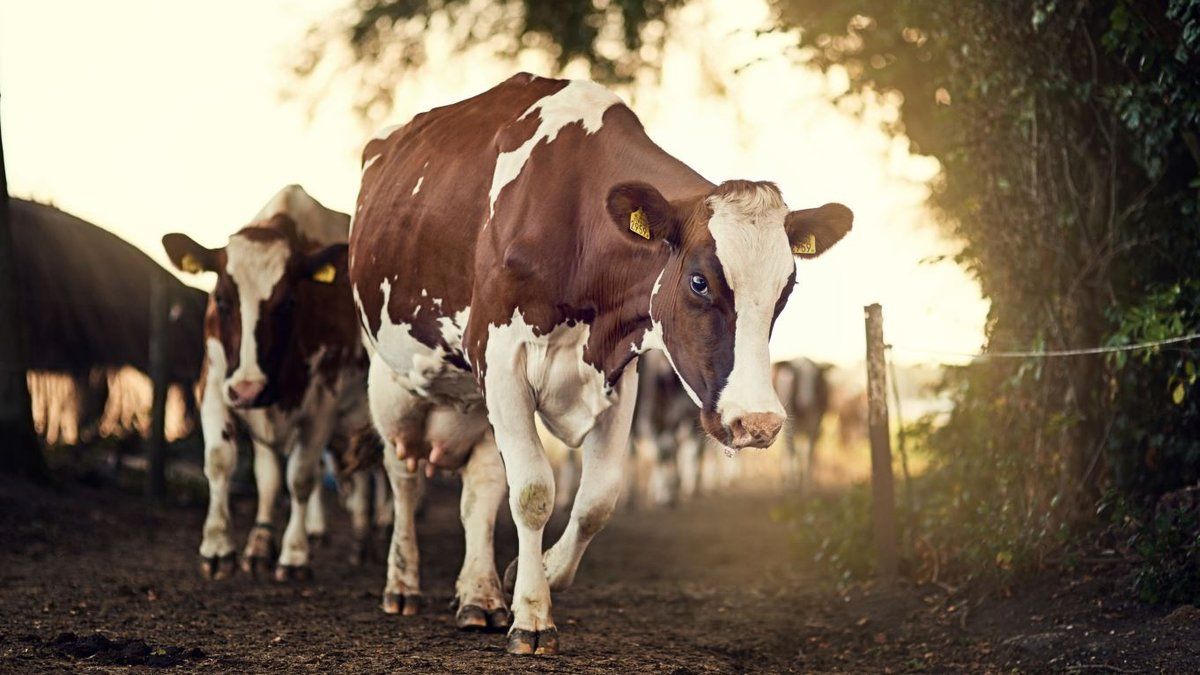 Une randonneuse victime d'une attaque de vaches en Autriche : un drame tragique