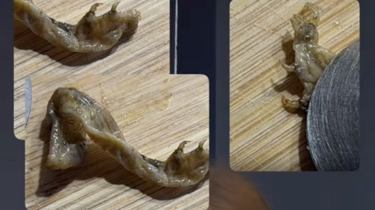 Une découverte inattendue dans une boîte de petits pois : quand le dégoût prend le pas sur l'apéritif