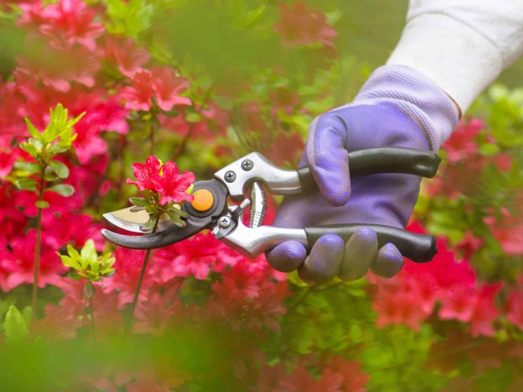 Tailler votre rhododendron : les secrets d'une floraison éclatante