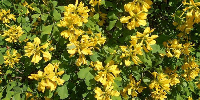 À la découverte du laburnum de Dalmatie, trésor des Balkans