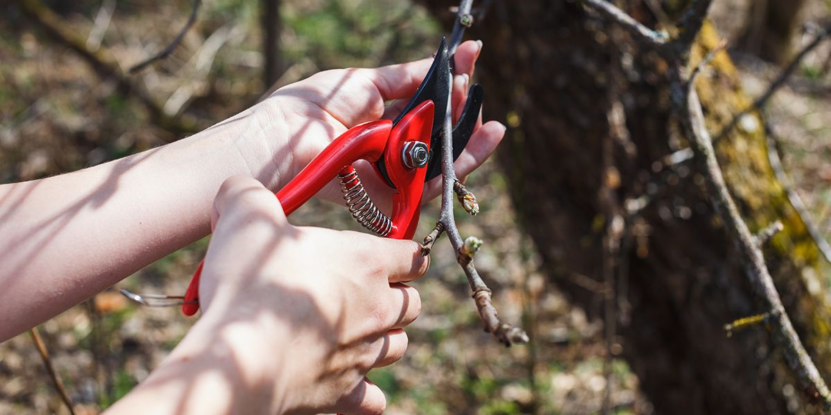 Taille du pommier : guide pratique pour réussir