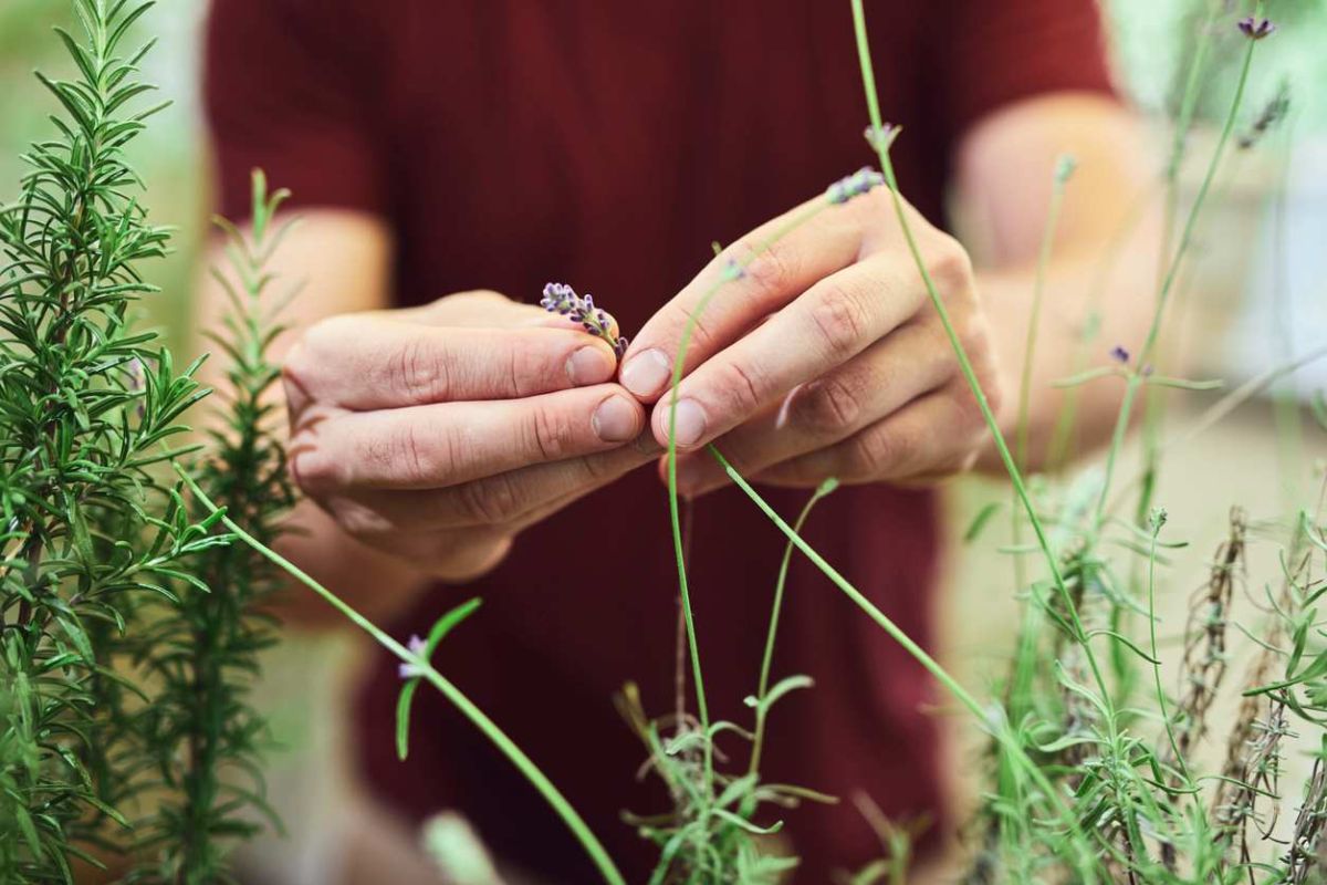 Découvrez la méthode révolutionnaire pour multiplier la lavande sans bouturage