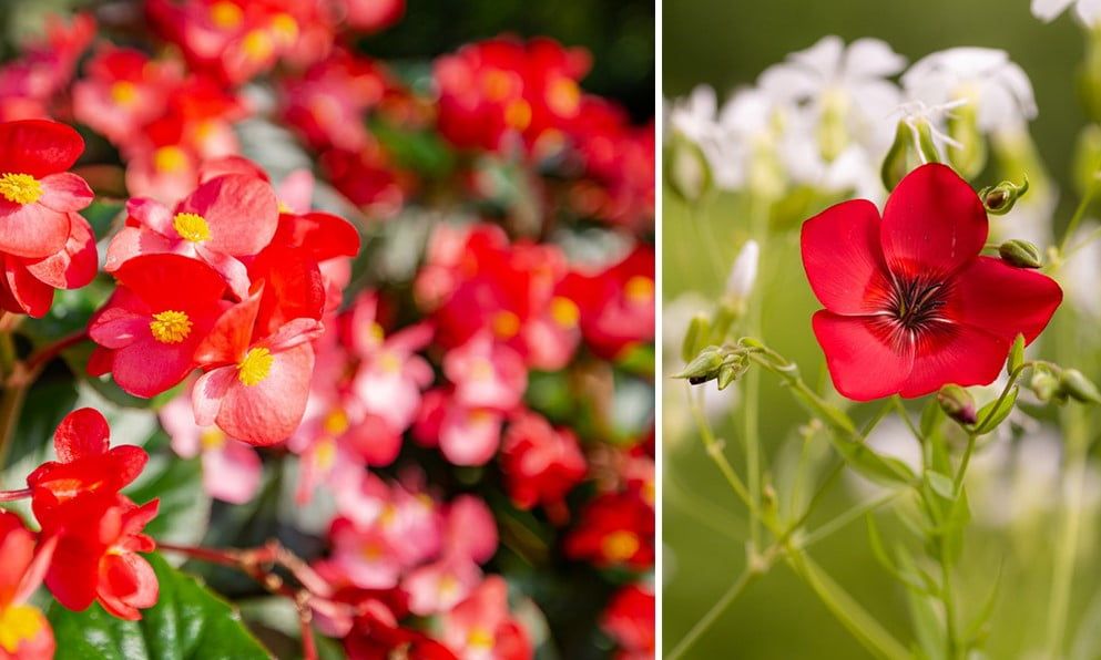 30 fleurs rouges à adopter pour égayer votre jardin