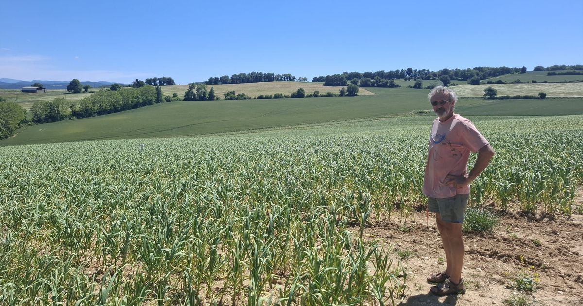 La grêle menace la récolte d'ail en Drôme : des cultivateurs dans l'incertitude