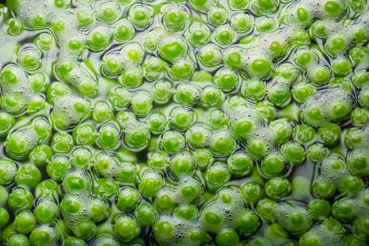 Voici pourquoi les légumineuses moussent quand on les lave