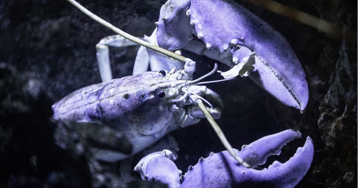 Des actions concrètes pour sauver le homard au Croisic
