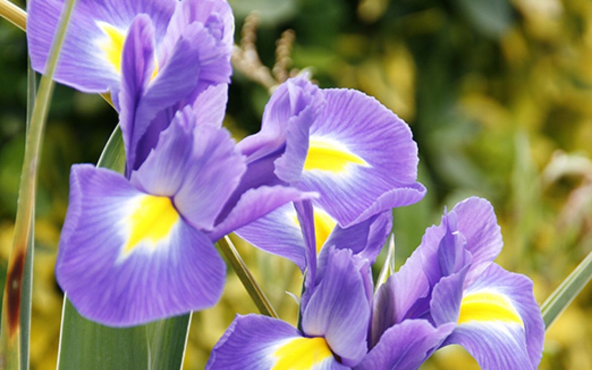 Préparez votre jardin : guide des bulbes pour un printemps éblouissant