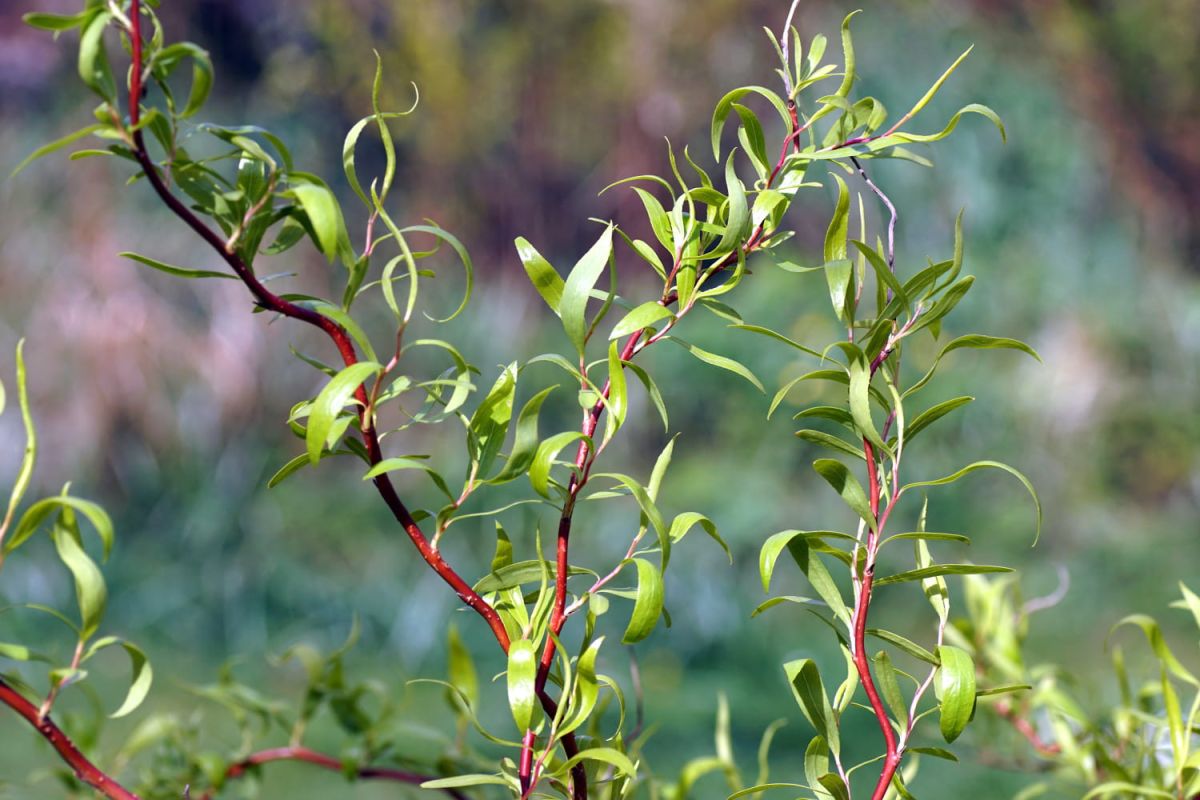 un arbre exceptionnel à planter cet automne pour sublimer votre jardin