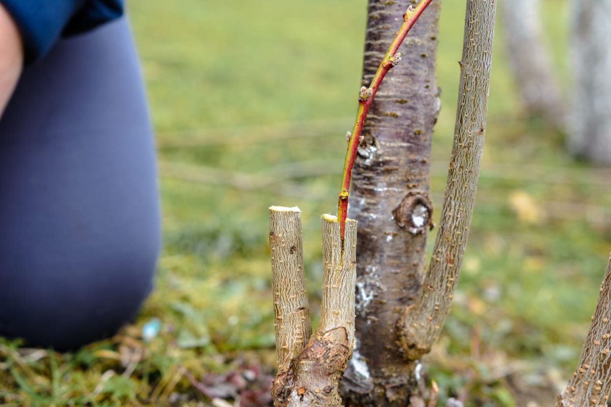 Comprendre les secrets de la greffe de plantes avec succès