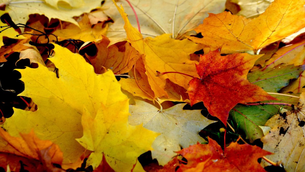 Que faire des feuilles mortes au jardin ?