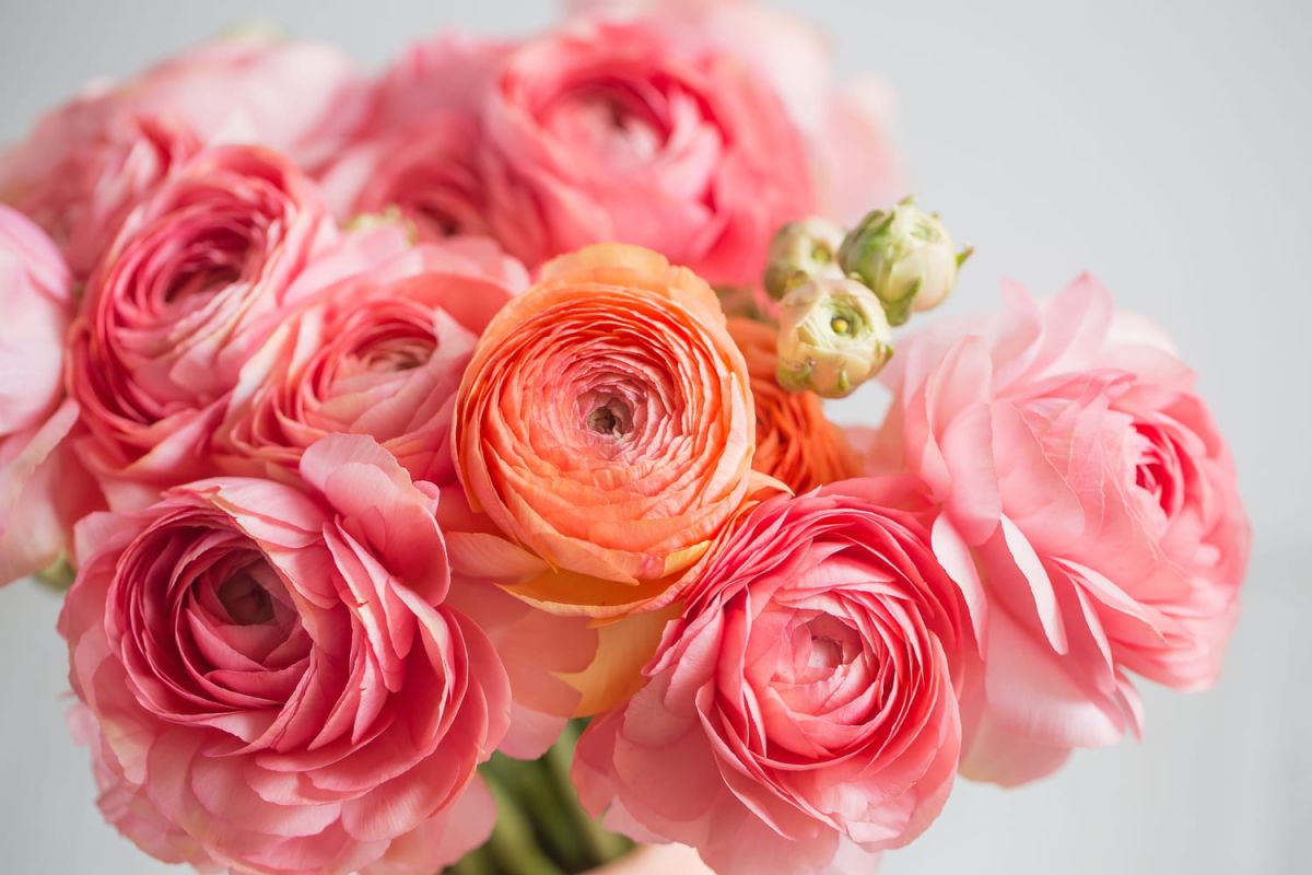 Les fleurs idéales pour célébrer la Saint-Valentin