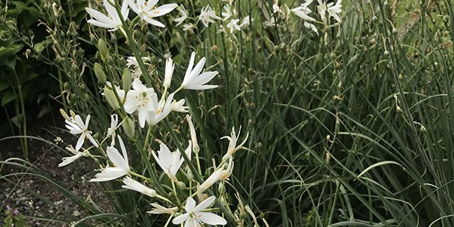 La phalangère à fleurs de lis : un jardin en légèreté
