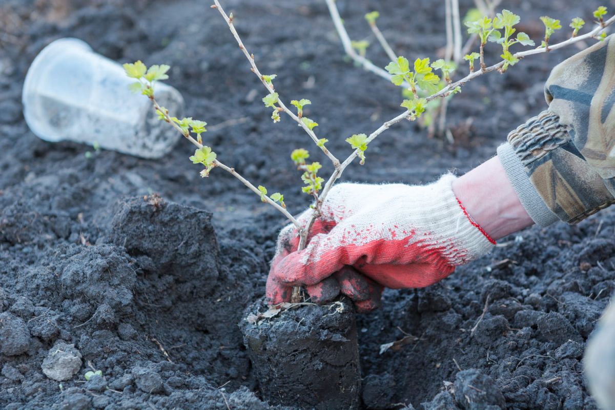 préparez votre jardin pour accueillir de délicieux fruits l'été prochain