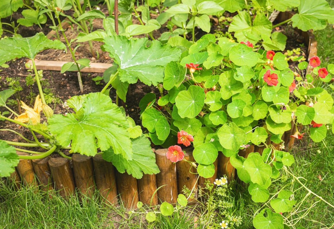 Un potager naturellement protégé : les fleurs alliées des jardiniers