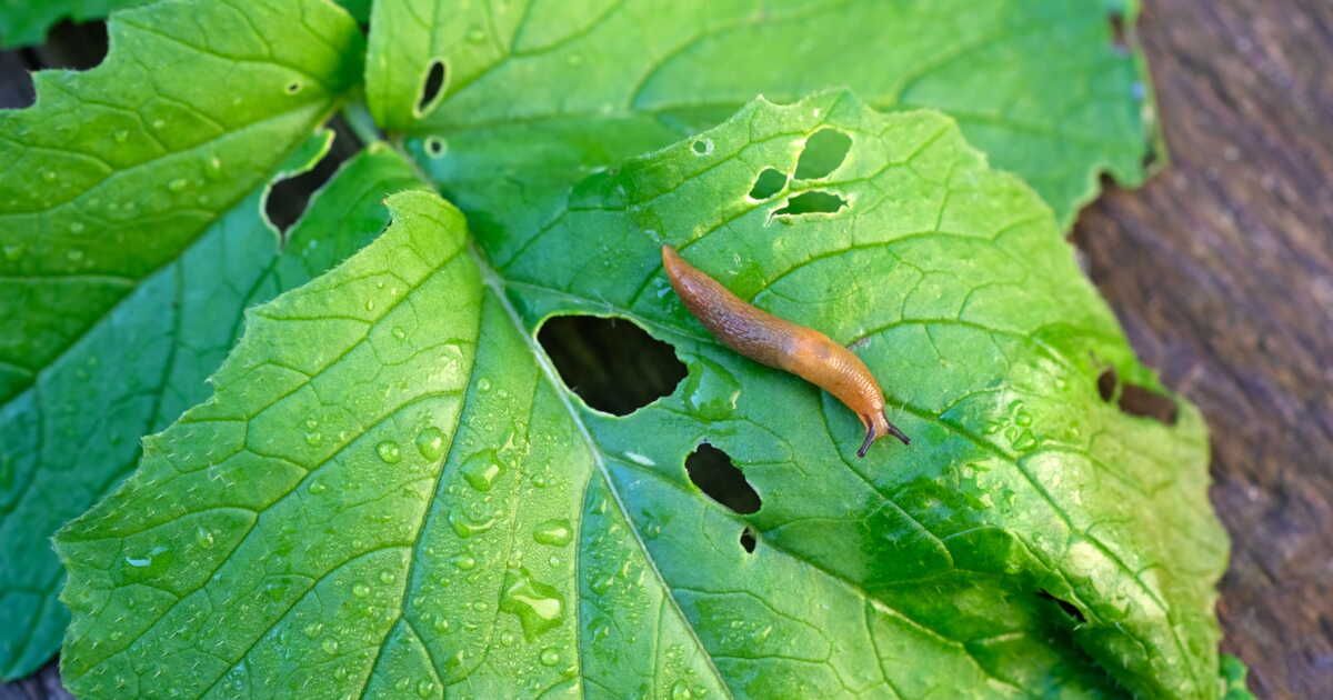 Des solutions naturelles pour éloigner les limaces de votre jardin